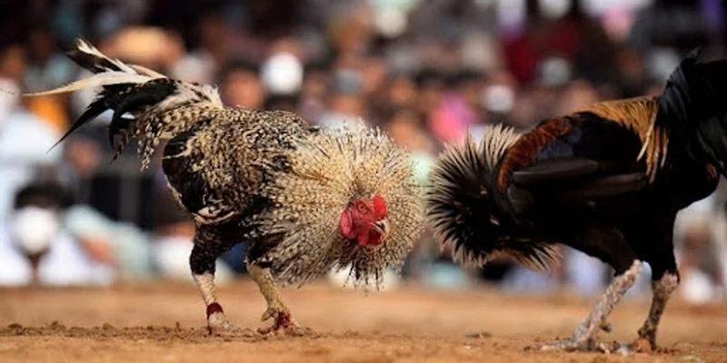 Lý do bạn nên tìm hiểu về cách nuôi gà đá hiệu quả